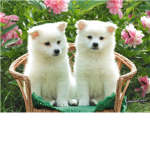 Puppy Lovers United