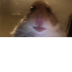 hamstergang1