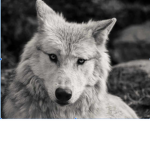 The Wolf Pack 4444