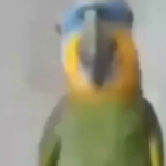 Dangerous Parrot Productions