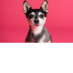 Dogs for eternity
