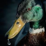 Ducky 40%