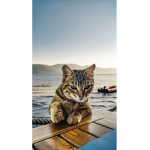 -tinkelthecat group-