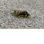 Roux Bee Group