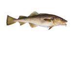 The Atlantic Cod Fish