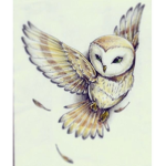 Barn Owls