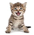 very meow people.