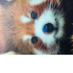 Ginger Racoons