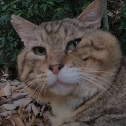 Kitjora