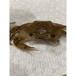 Froggies_rockz