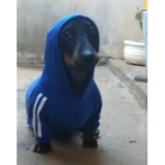 I ri neu