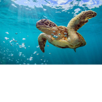 TEH #TURTLESQUAD FOREVER!