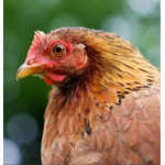 the chicken squad B)