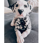 milky puppies
