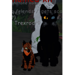 Night and tiger