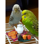 bird's bizarre group
