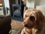 Love Our Dogs