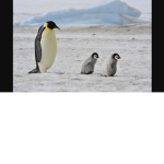 The penguni amry