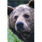Bear squad bears da best