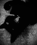 I love vamp