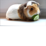 Guinea Pig Squeak Squad