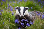 Badger army