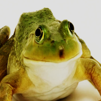 ride into 5 pregnant frogs