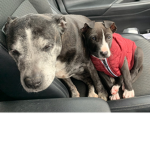 dog squad please join!!!