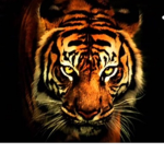 The Tiger$