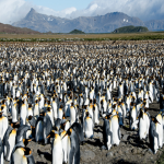 Penguin Legacy