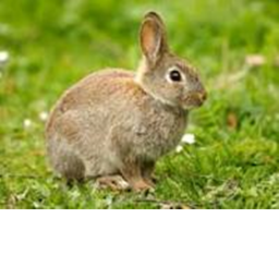 Rabbit Love