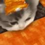 stubborn kittens