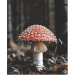 The Mushrooms Cult