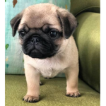 Pug love :D