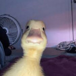 Legends Vehicles (BR) *UPDATE*