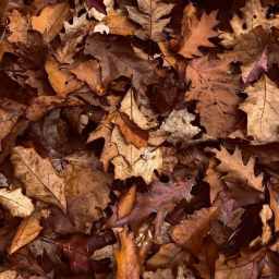 ˗ˏˋ ꒰ 🍁 ꒱ ˎˊ˗