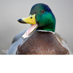 The mallards