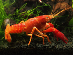 lobster fan club