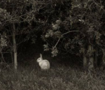 rabbit’s foot.