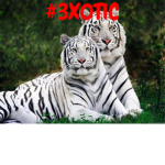 #Exotic Fam