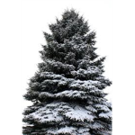 Pinetree(pine projects)