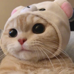 Pet.io