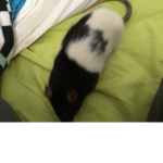 Funtime rats fan club