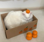 dottie's clothing
