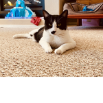 This is for cat people