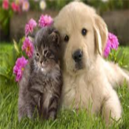 Cat and dog Roblox decal