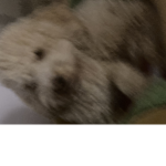 Heidi_cool