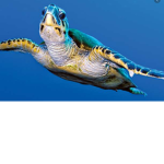 turtlesteehee