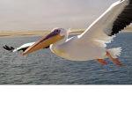 Studio Pelican