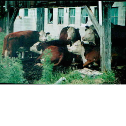 Rylee's Cow Hangout!